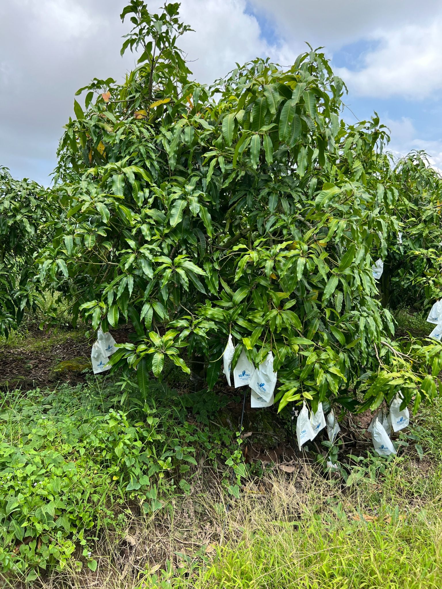  Xoài Cát Hòa Lộc - 1 kg 