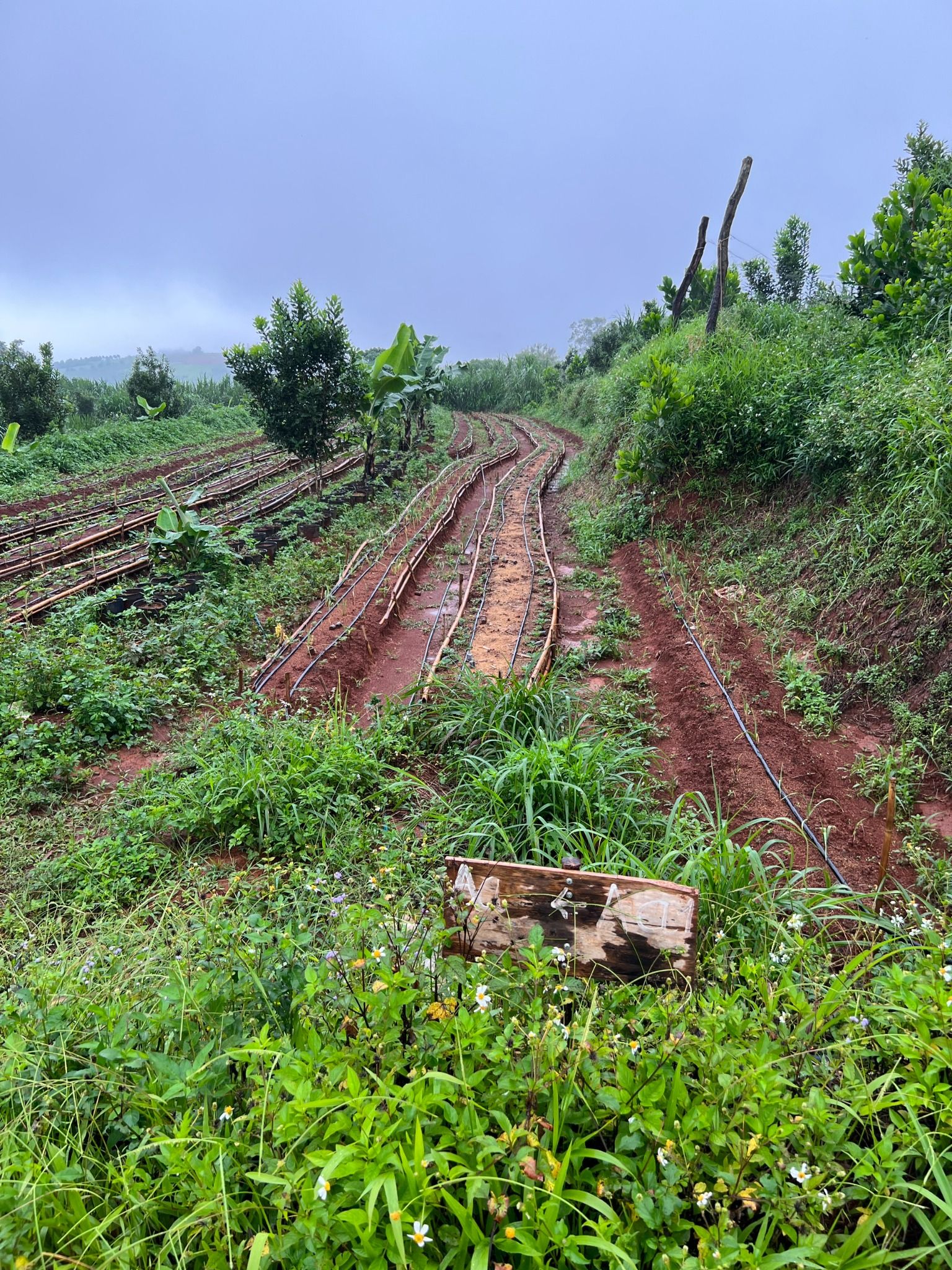  Rau Không Hóa Chất - Đắk Nông 