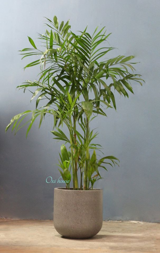 CAU HAWAI VÀ CHẬU XM BO ĐÁY 30
