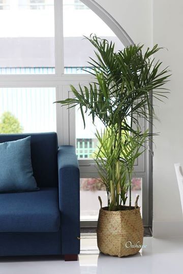 CAU NHẬT VÀ CHẬU GIỎ BÀNG M30
