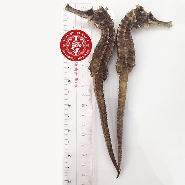  Cá ngựa chúa Indonesia khô 16cm (cặp) 