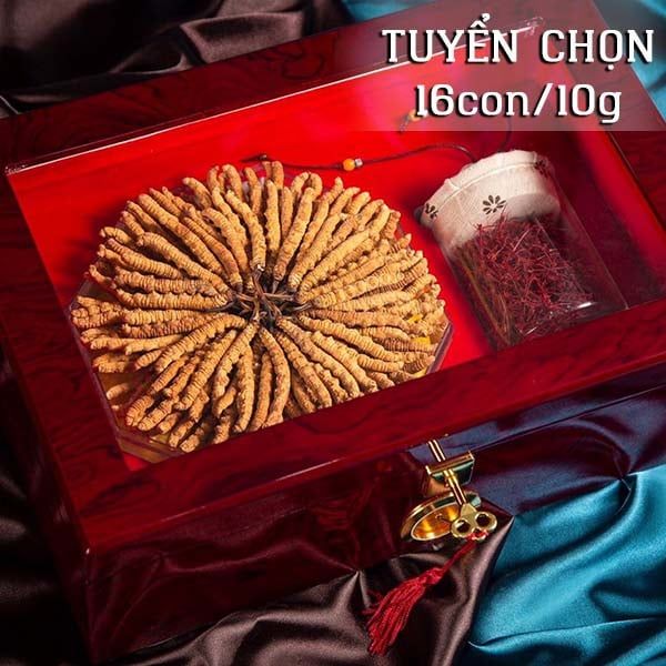  Đông Trùng Hạ Thảo Tây Tạng Vip - 16con/10g Hàng Tuyển Chọn 