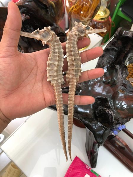  Cá ngựa chúa Indonesia khô 25cm (cặp) 