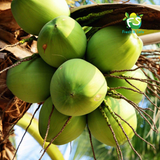  Dừa dứa (Xiêm thơm Thái Lan) - 1 trái 