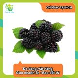  Phúc bồn tử (mâm xôi) Blackberry - Hộp 170gr 