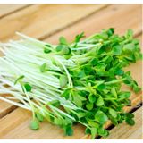  [Chỉ Giao HCM] Cải Mầm - 100g 