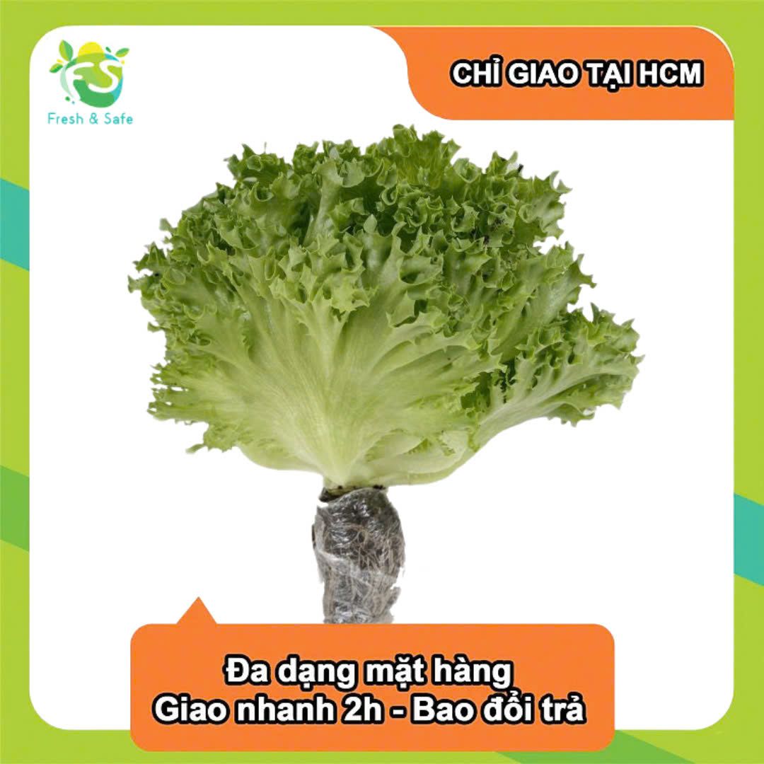 Xà lách xoăn thủy canh - 300g