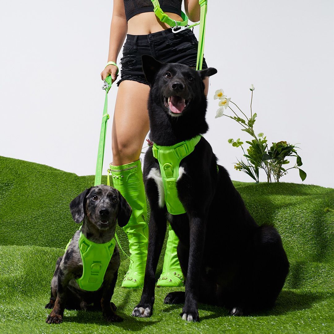 Gói Phụ Kiện Yếm Dắt Chó ULTRA - LIMELIGHT