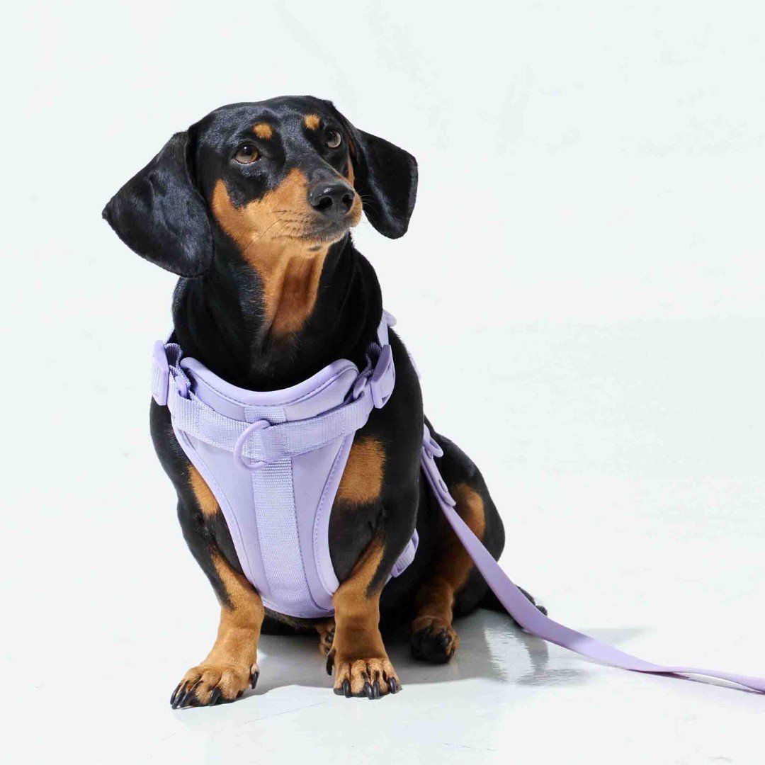 Yếm Dắt Tiện Lợi Lilac