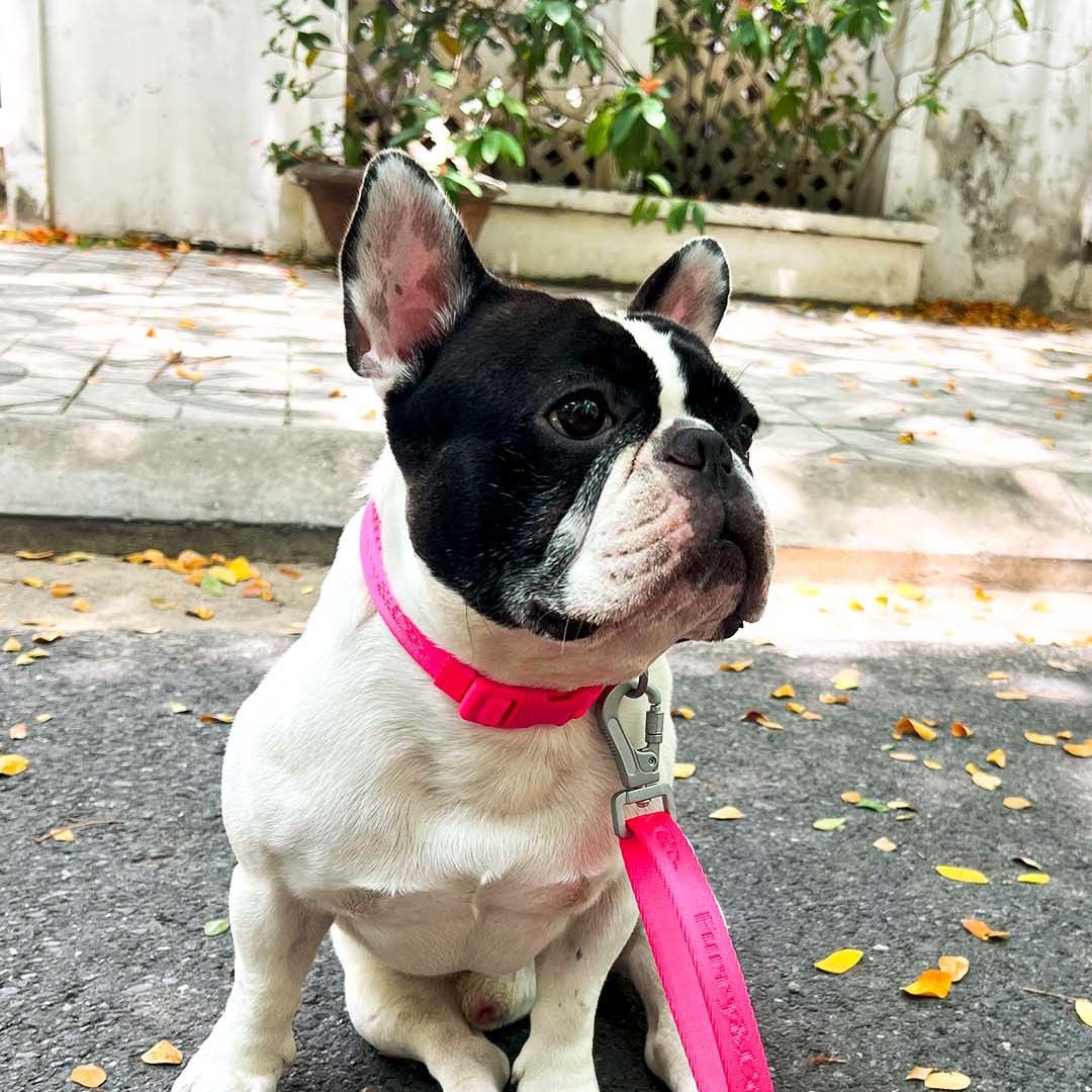 Gói Phụ Kiện Vòng Cổ ULTRA - ELECTRA