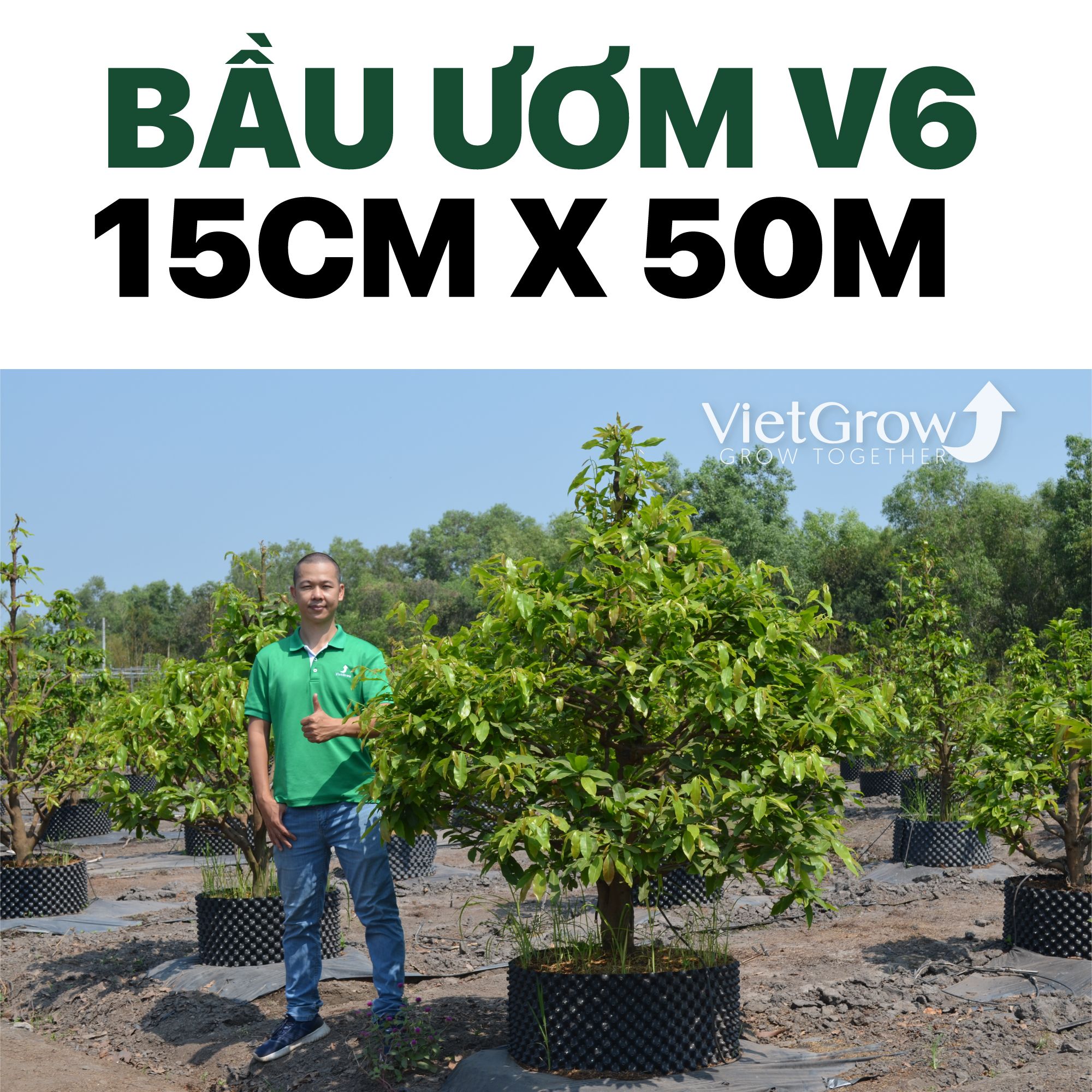 Bầu Ươm V6 cao 15CMX50M