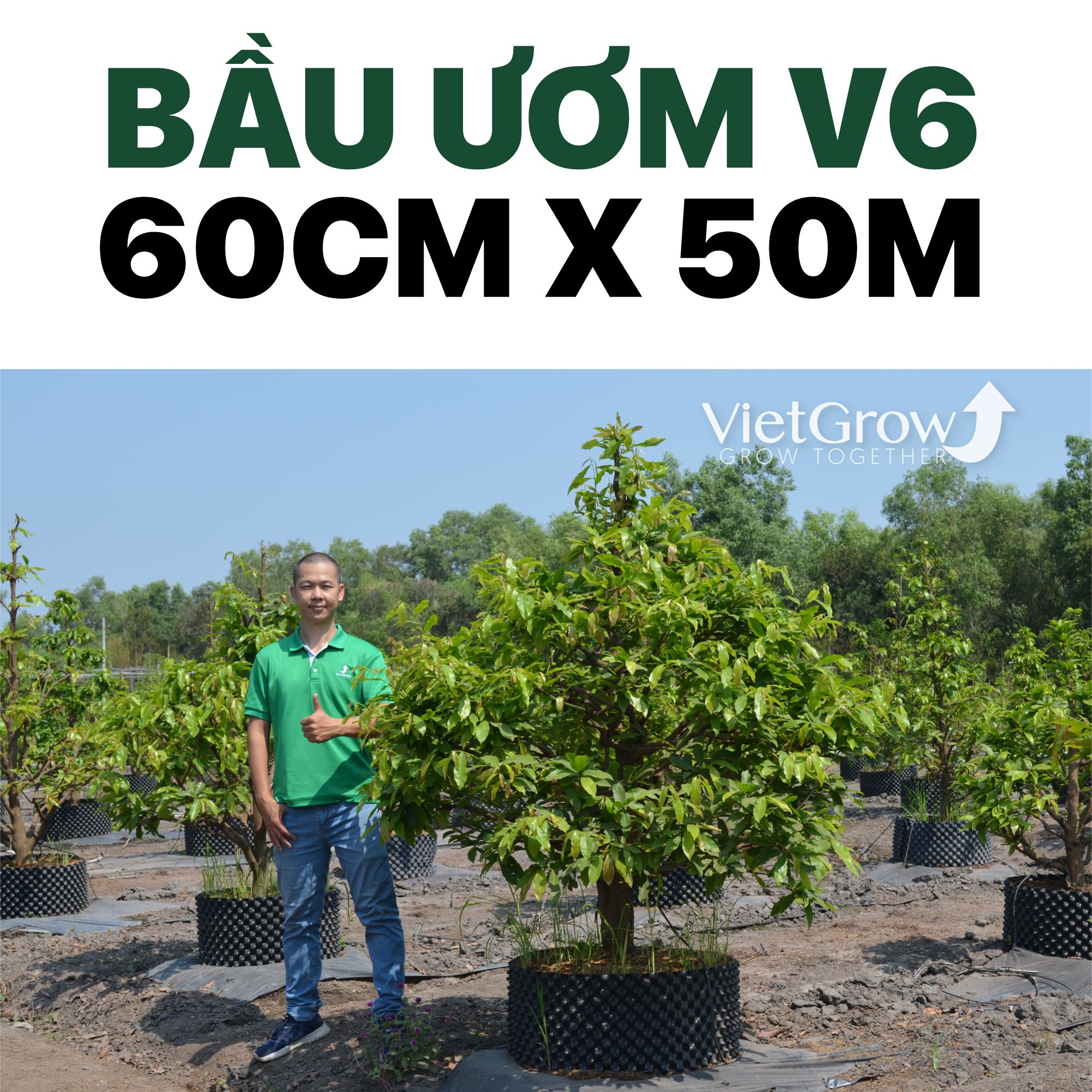 Bầu Ươm V6 cao 60CMX50M