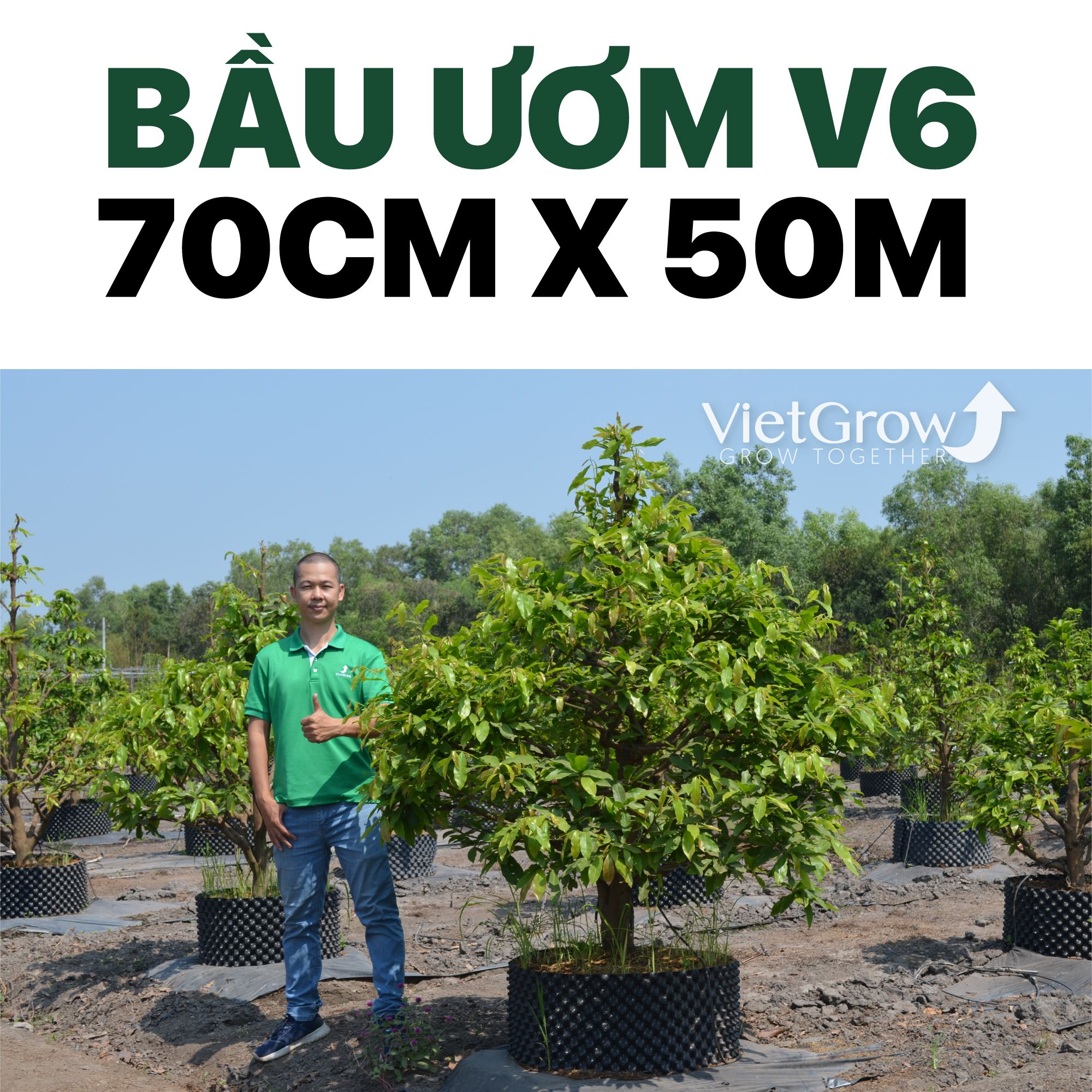 Bầu Ươm V6 cao 70CMX50M