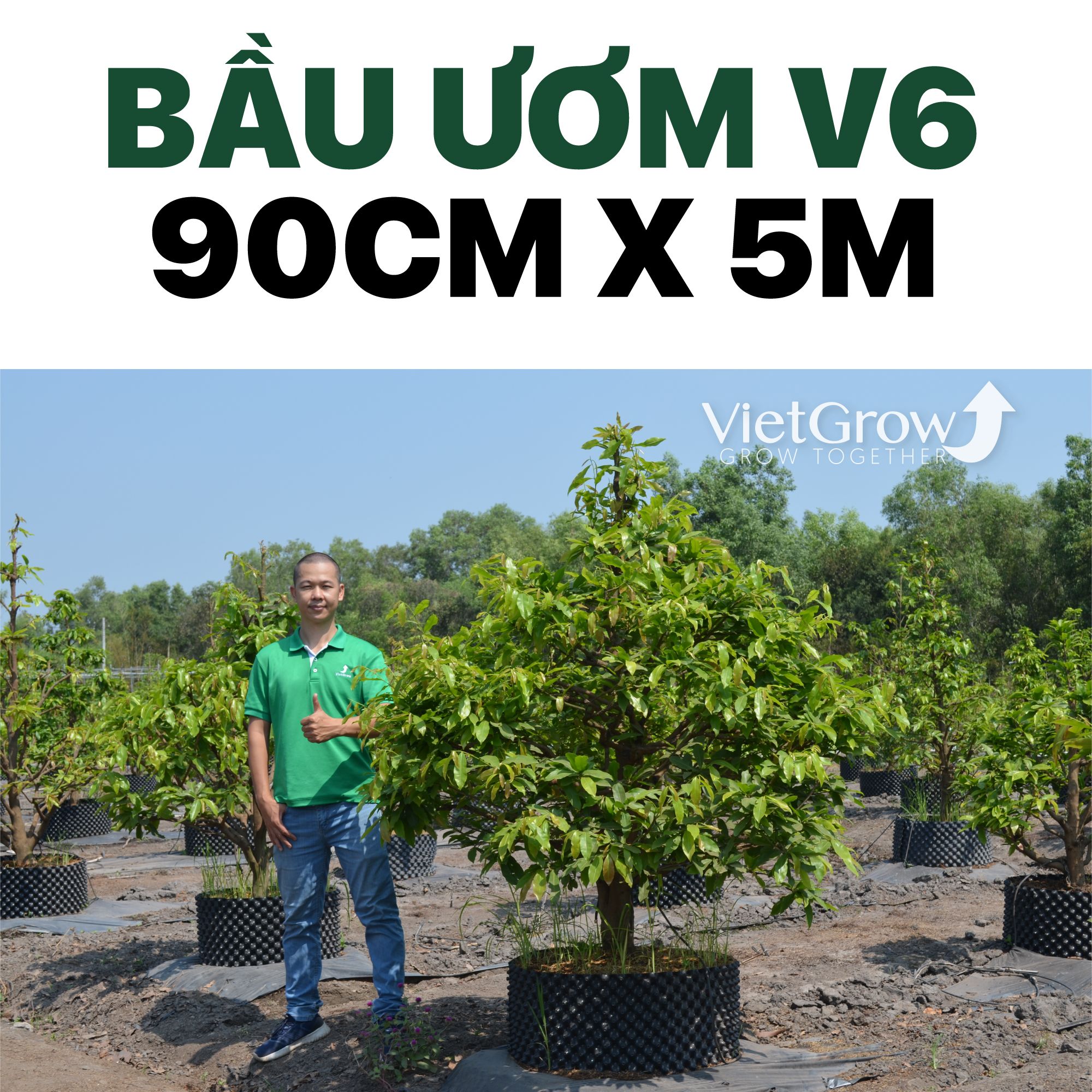Bầu Ươm V6 cao 90CMX50M