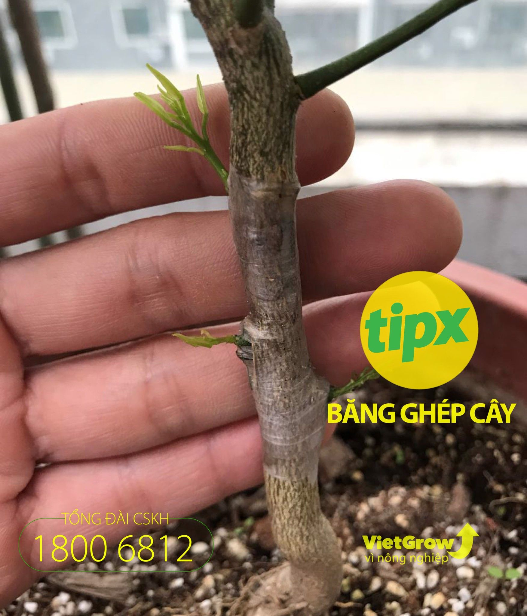 Băng ghép cành