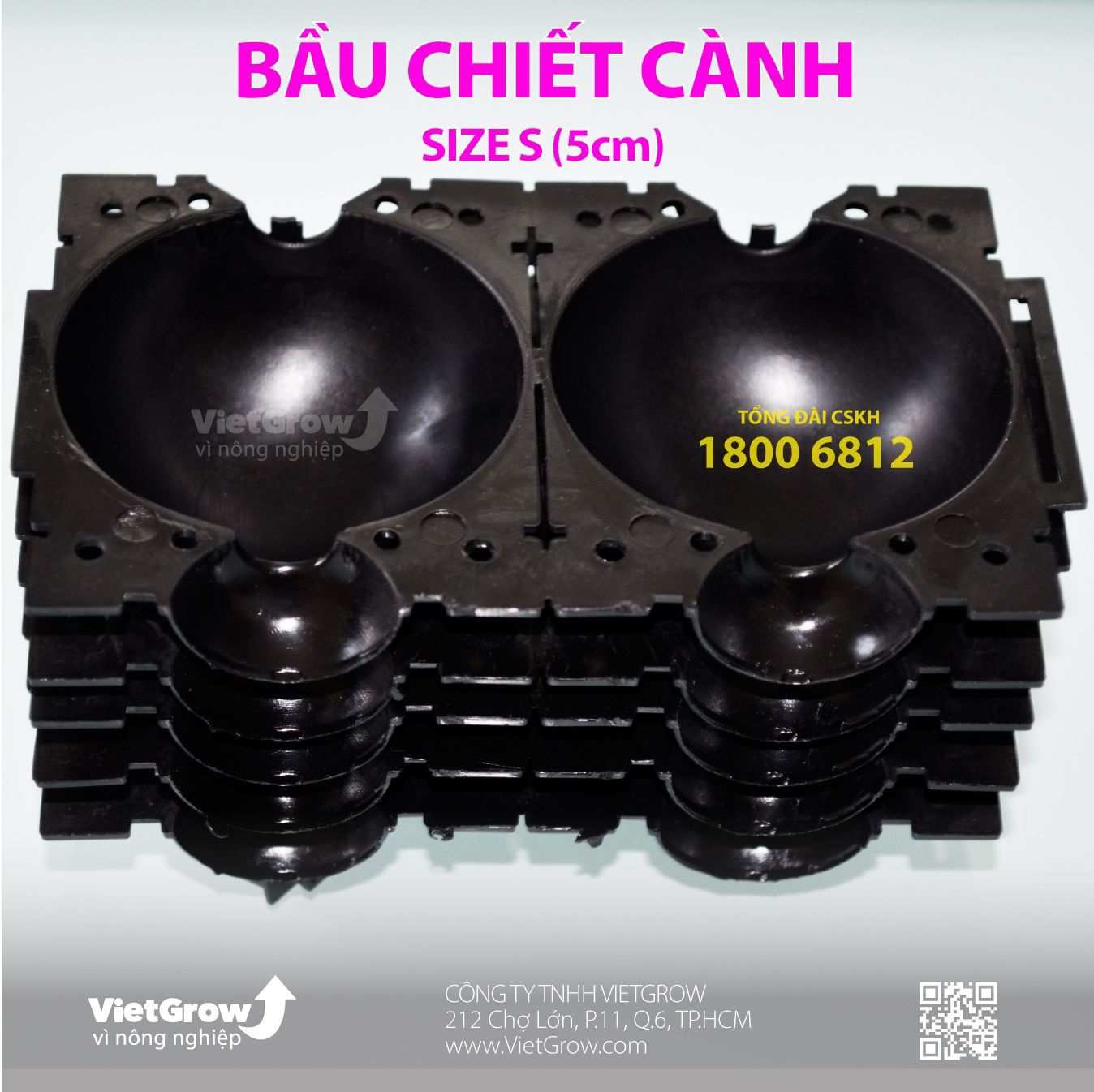  Bầu chiết cành 