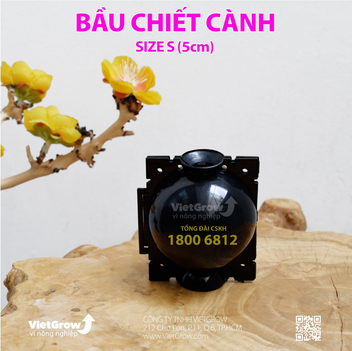  Bầu chiết cành 