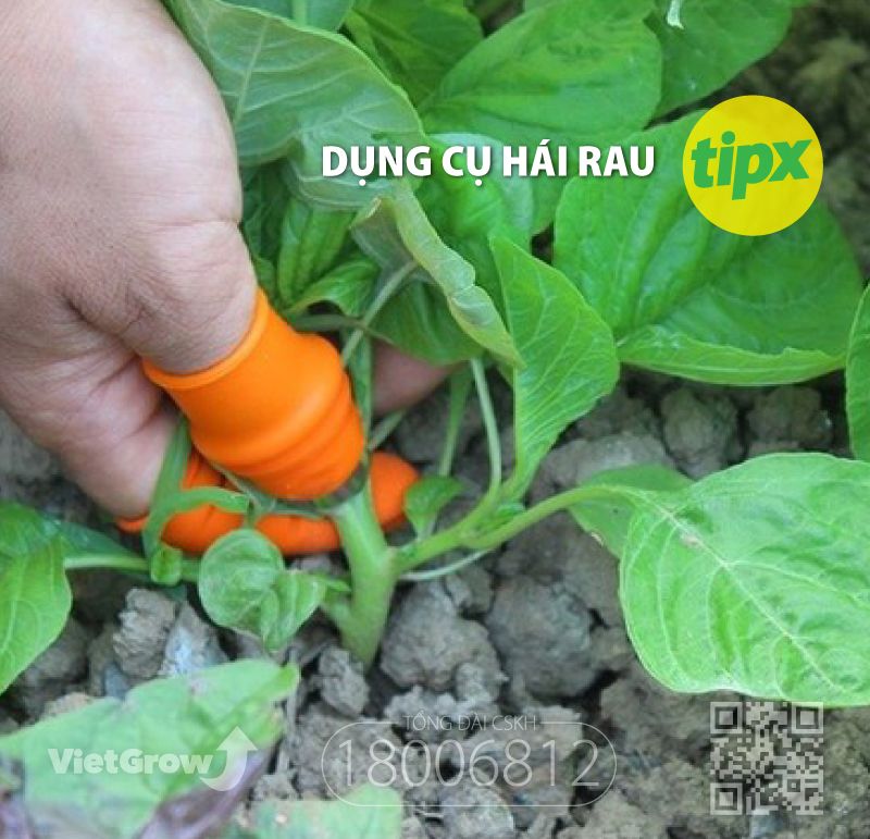  Dụng cụ hái rau, quả 