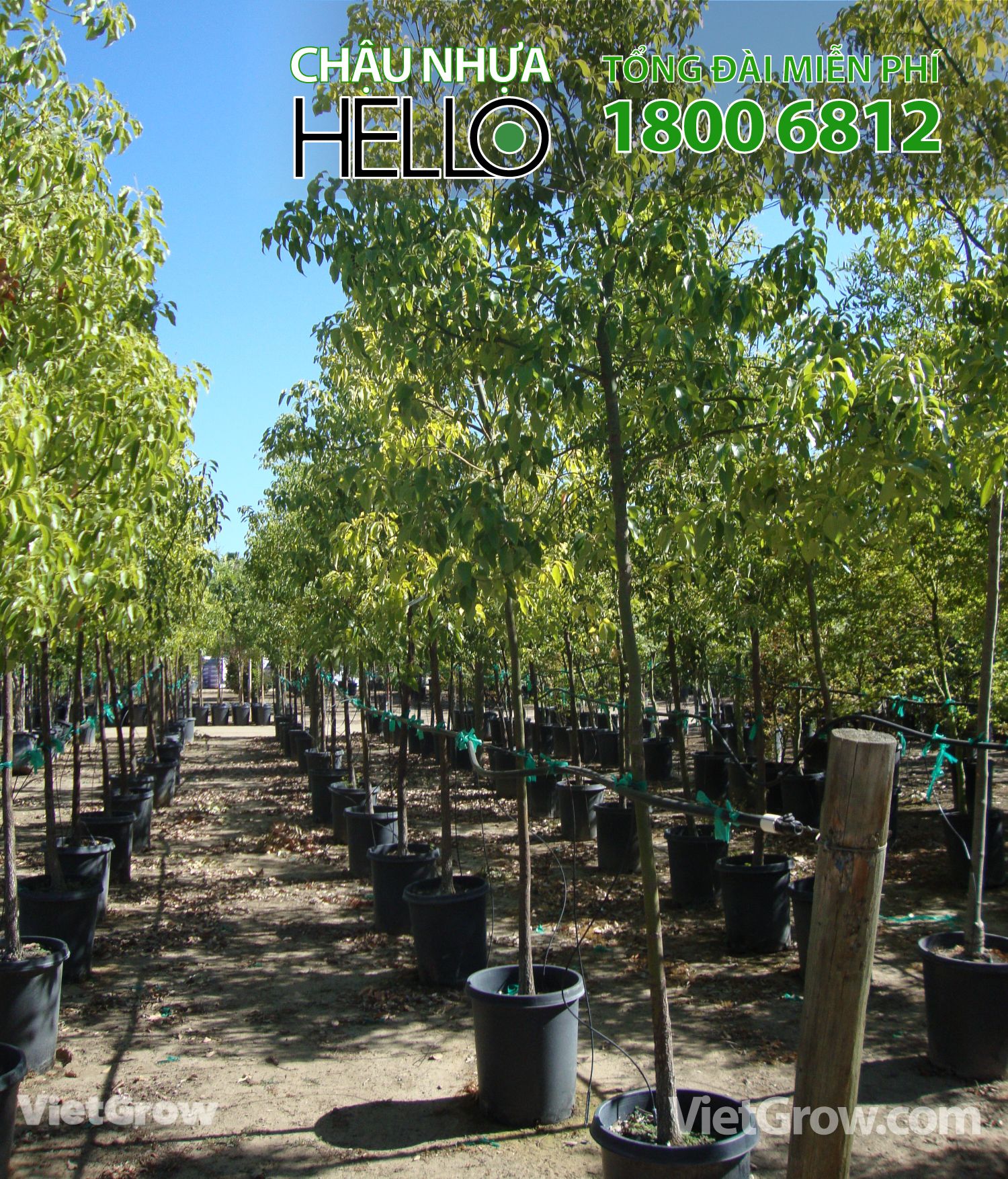 Chậu nhựa HELLO