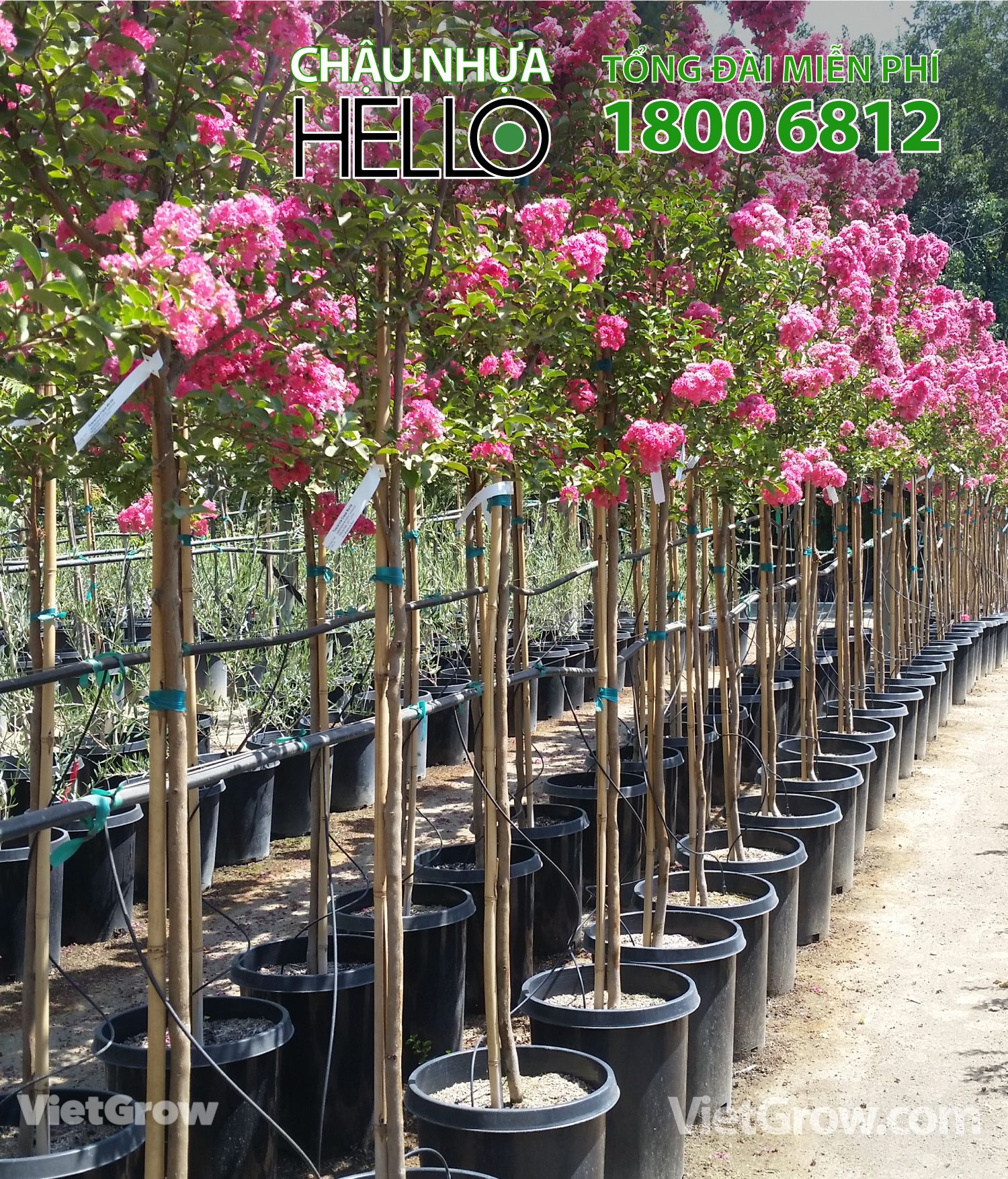 Chậu nhựa HELLO