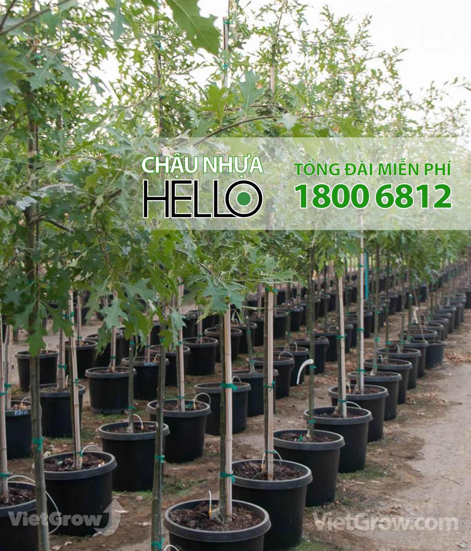  Chậu nhựa HELLO 