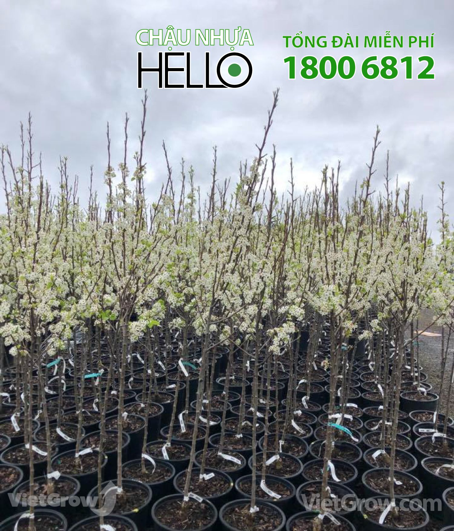 Chậu nhựa HELLO