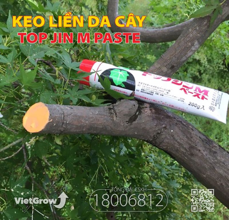 Keo Liền Da (Sẹo) Cây - Top Jin M Paste Nhật Bản 200g