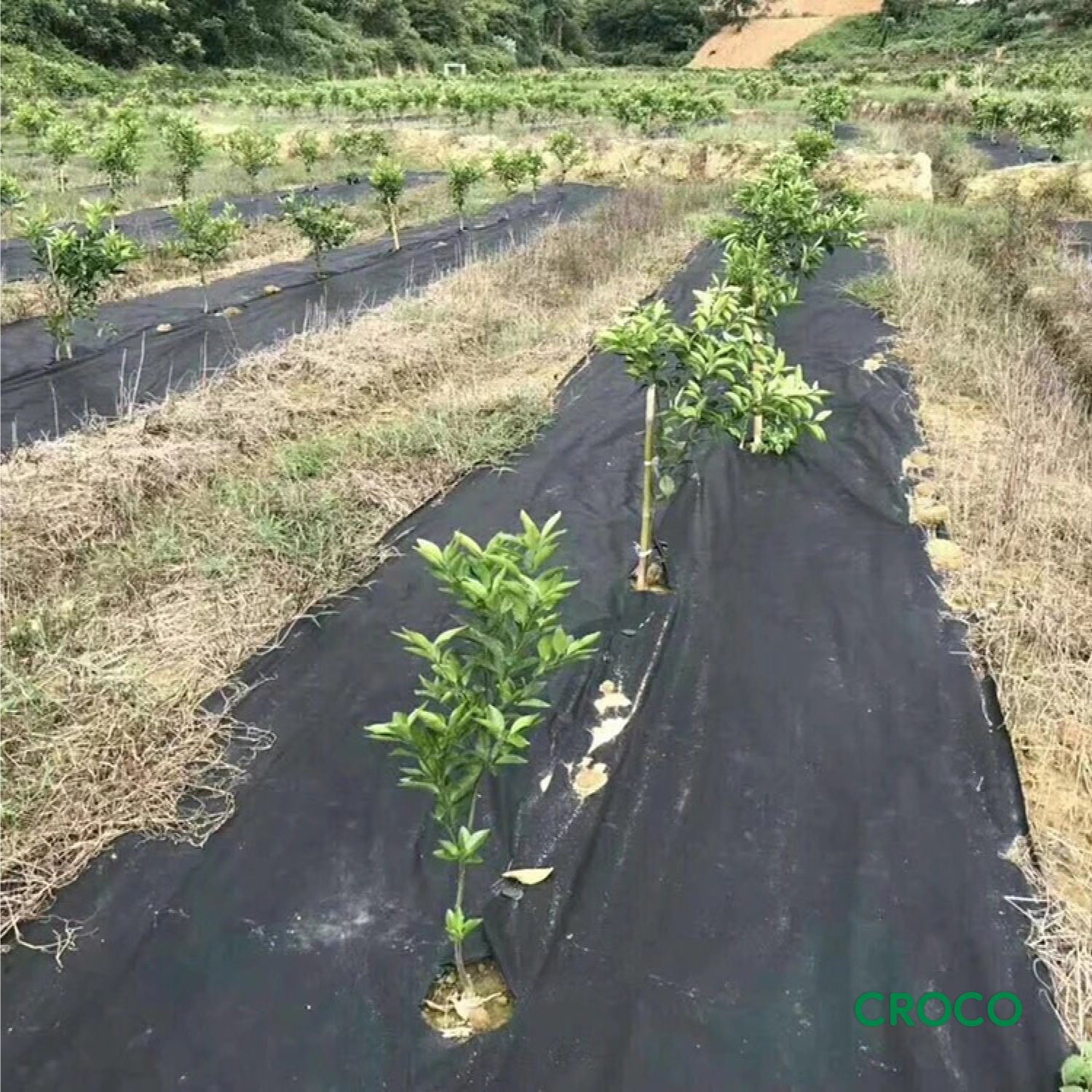 Lưới vải chống cỏ