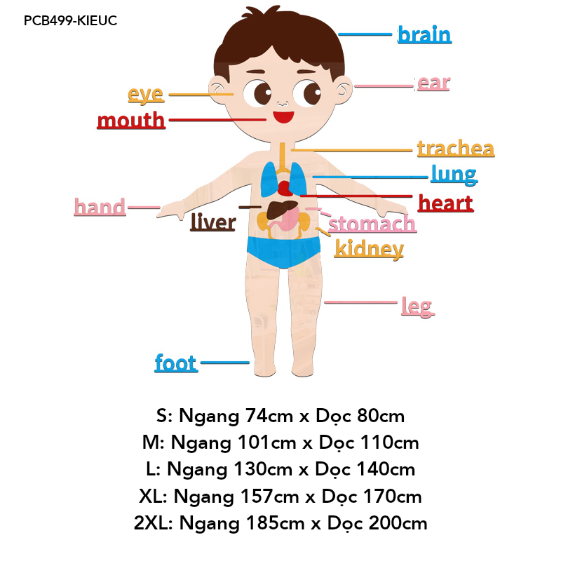 Tranh mica EPeBen dán tường nổi 3d Hệ thống cơ thể người decor trang trí Phòng cho bé, Phòng ngủ, Phòng khách, Mẫu giáo