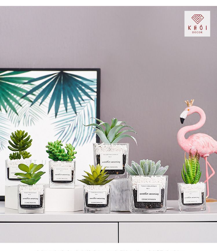 CHẬU XƯƠNG RỒNG THỦY TINH