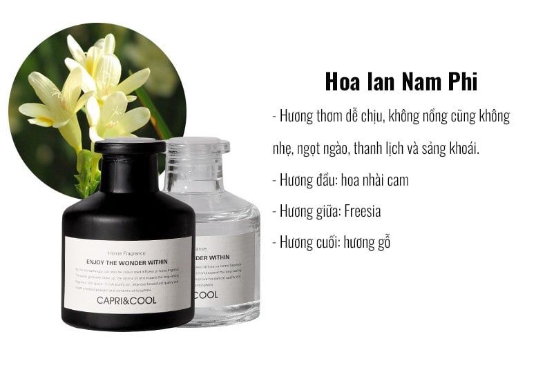 LỌ TINH DẦU KHUẾCH TÁN