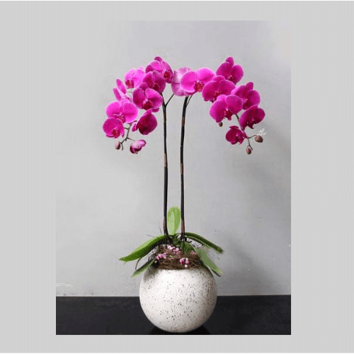 HỒ ĐIỆP TÍM 2 CÀNH
