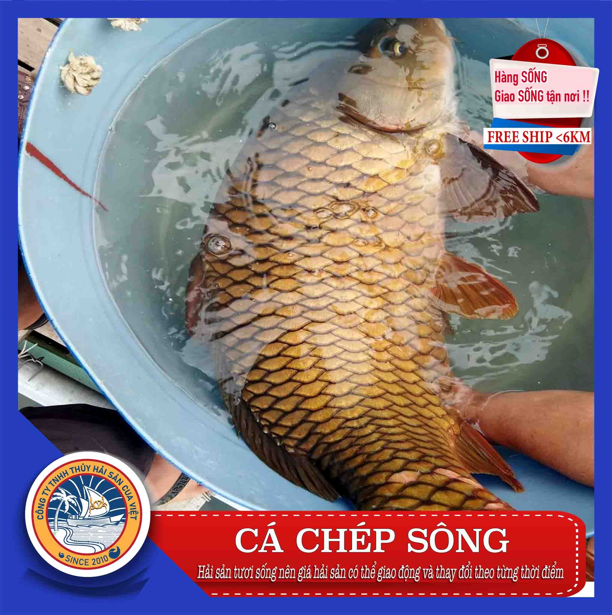 CÁ CHÉP SÔNG