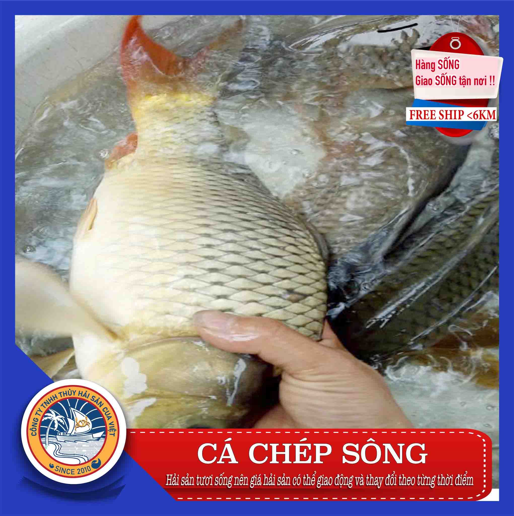 CÁ CHÉP SÔNG