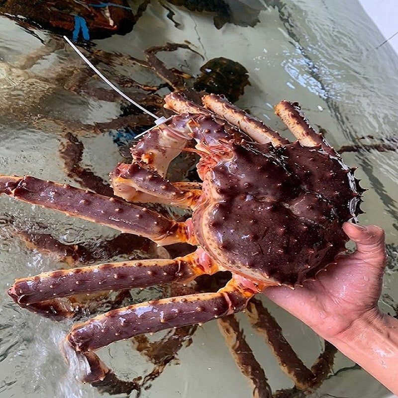 KING CRAB - CUA HOÀNG ĐẾ