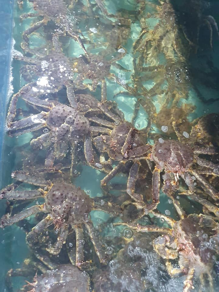 KING CRAB - CUA HOÀNG ĐẾ