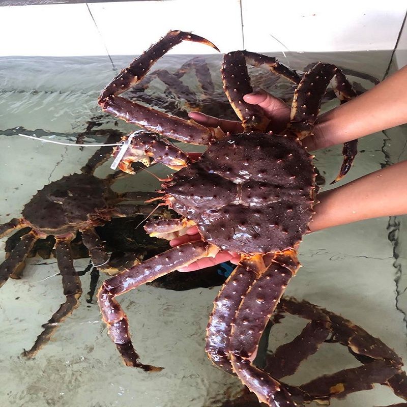 KING CRAB - CUA HOÀNG ĐẾ