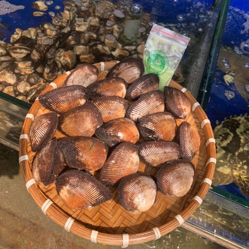 SÒ LÔNG CỒ
