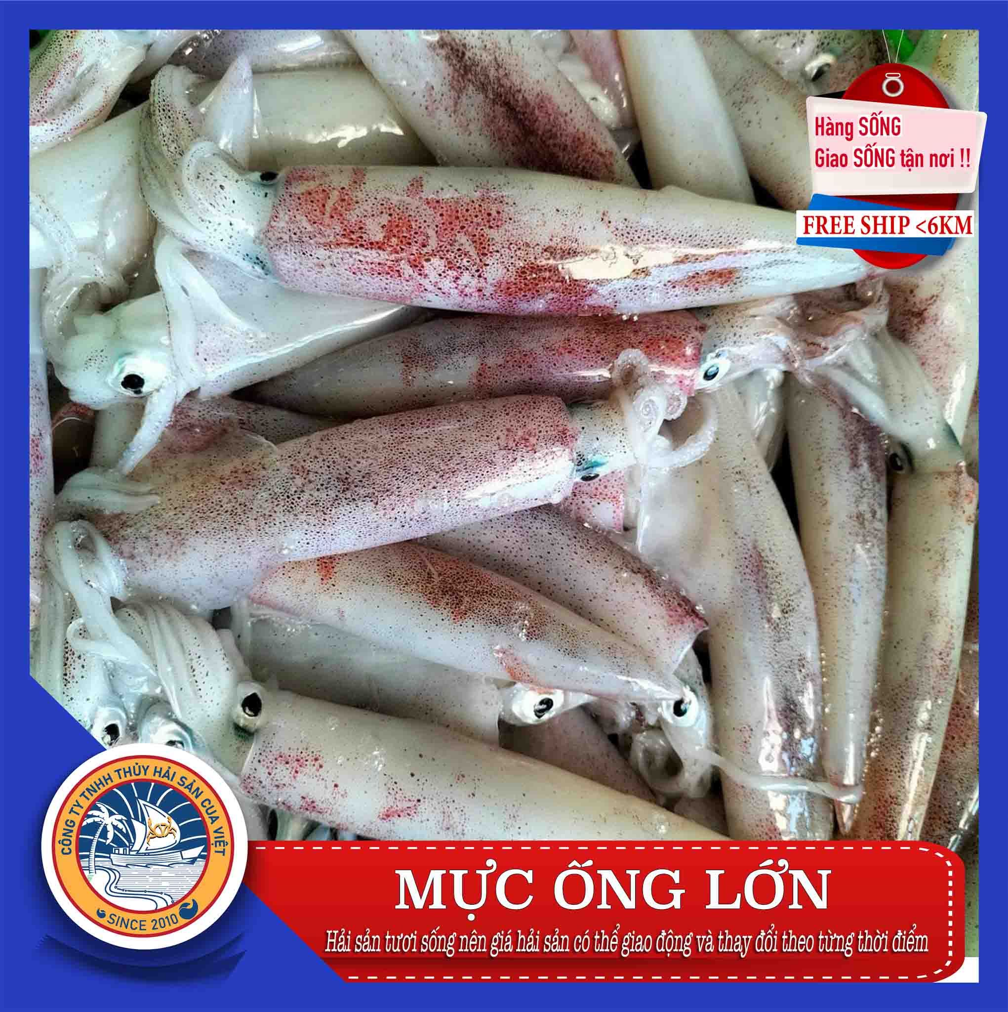 MỰC ỐNG LỚN