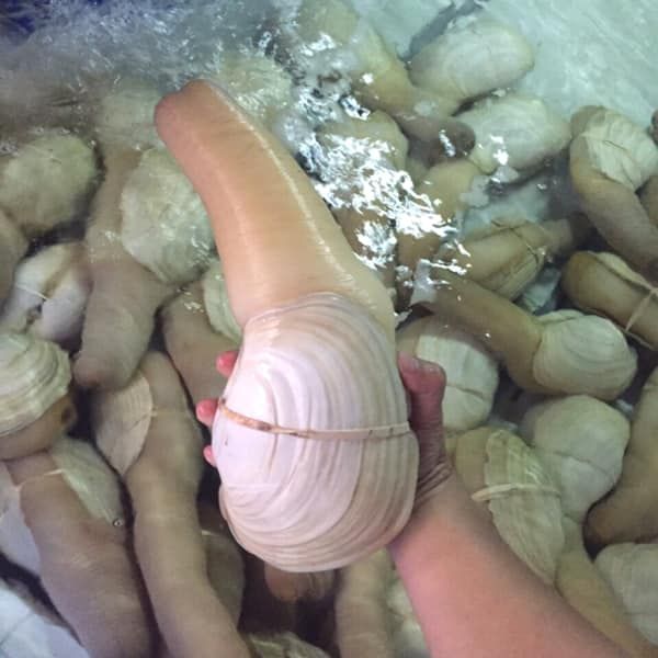 ỐC VÒI VOI