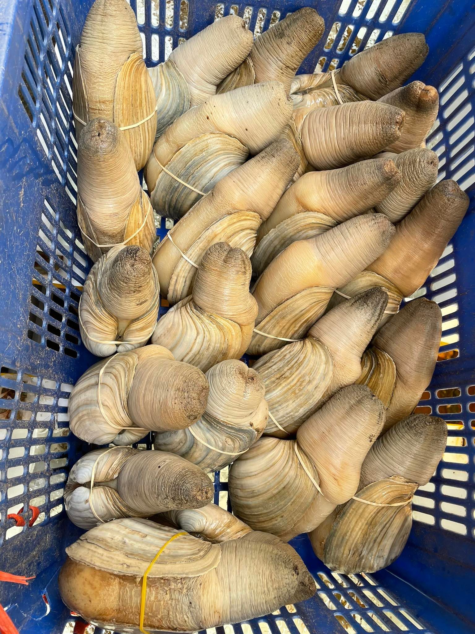 ỐC VÒI VOI
