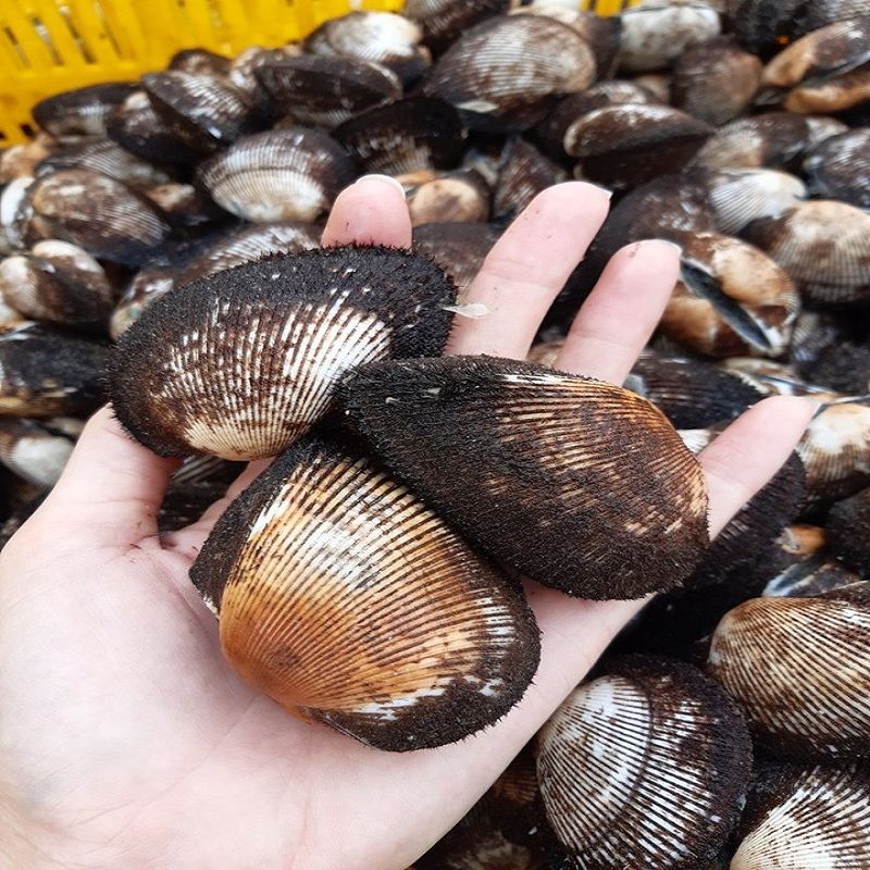 SÒ LÔNG CỒ