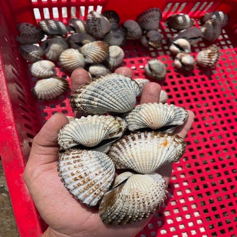 SÒ HUYẾT CỒ