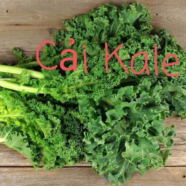  Cải xoăn Kale 