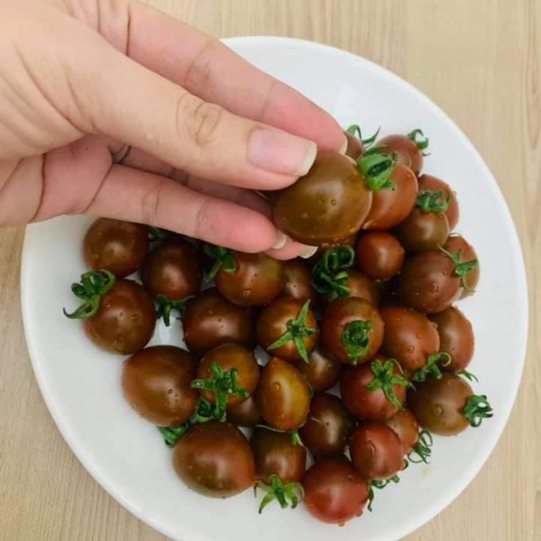 Cà chua Socola