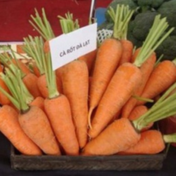  Cà rốt thường 