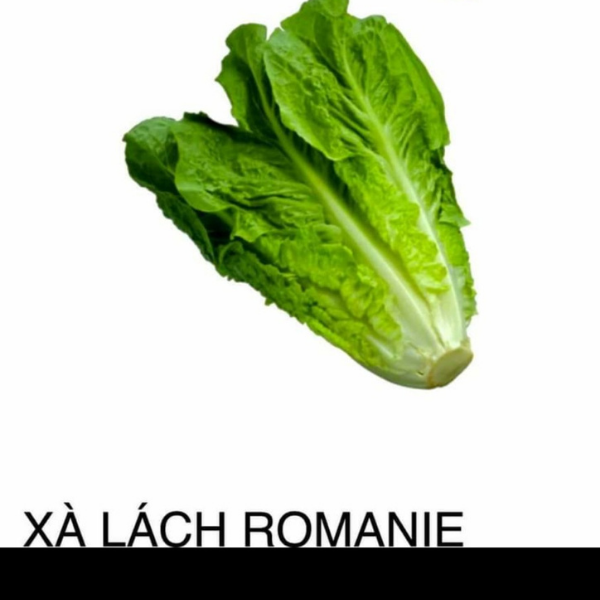 Xà lách Romaine