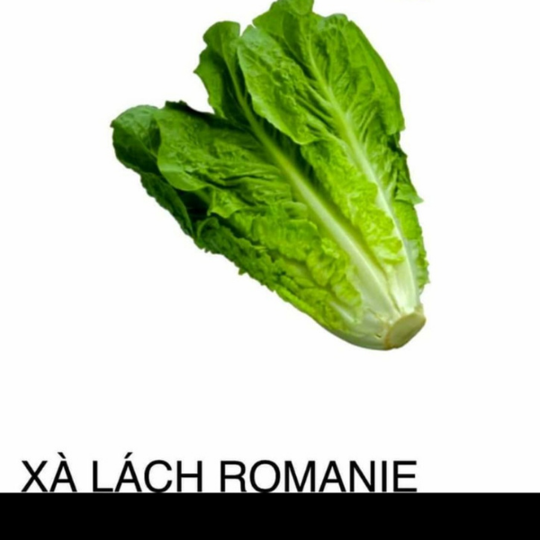  Xà lách Romaine 