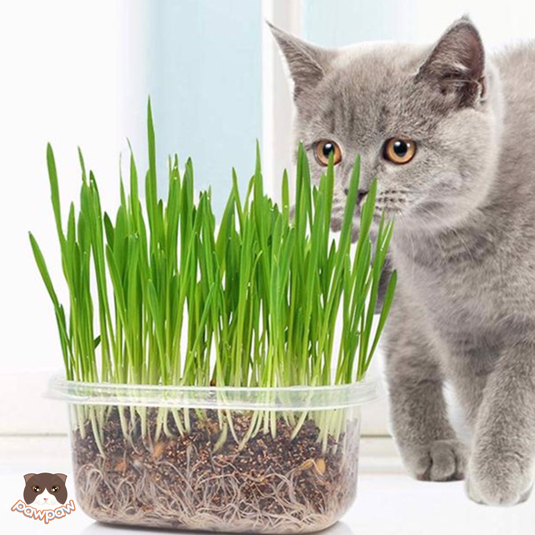Bộ trồng hạt giống cỏ mèo