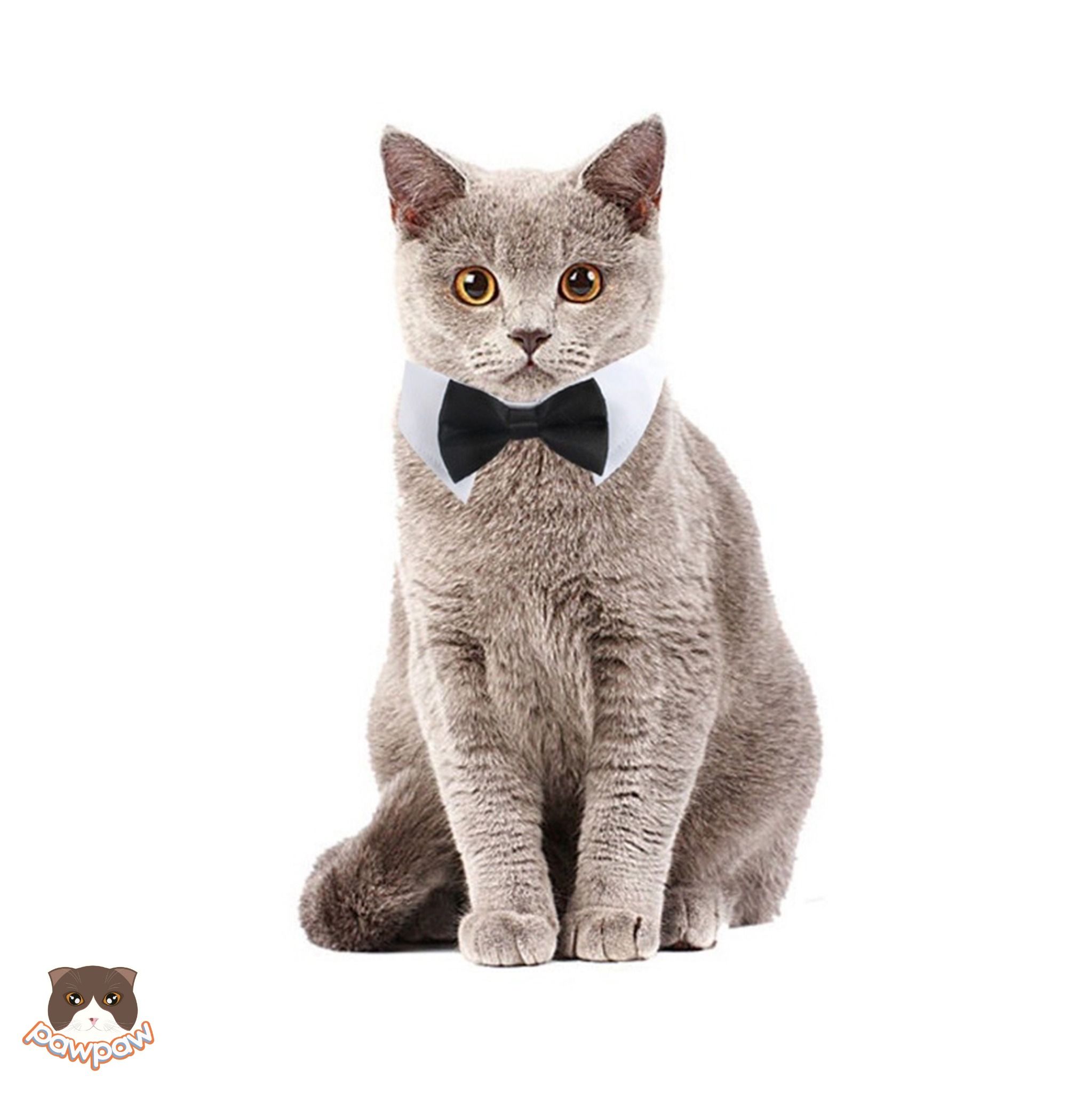 Cà vạt Tuxedo cho chó mèo